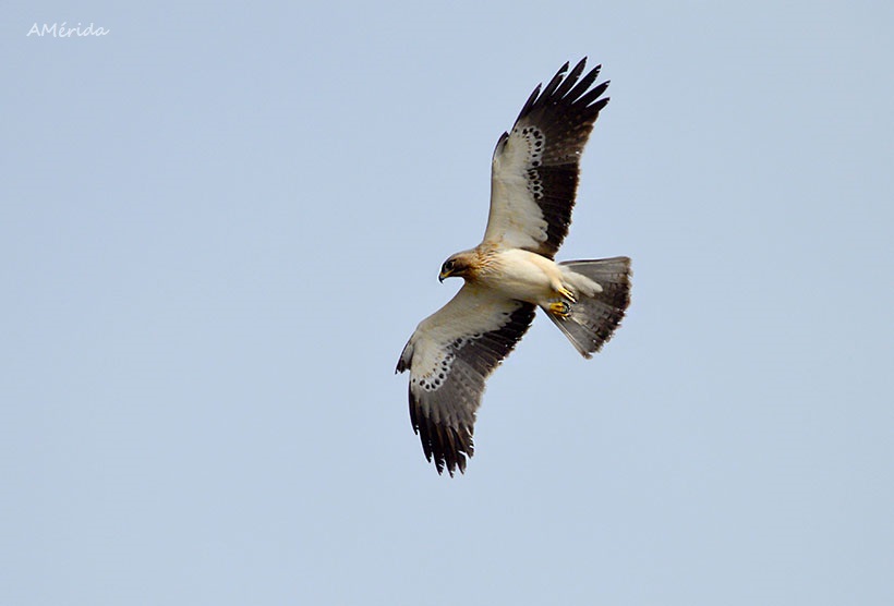 Águila calzada (Aquila pennata)