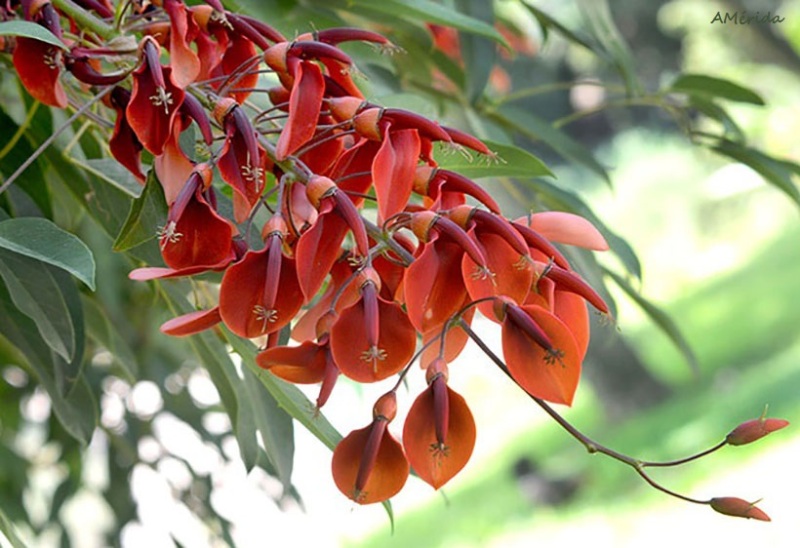 Árbol de flor roja, ceibo (Erythrina crista-galli)