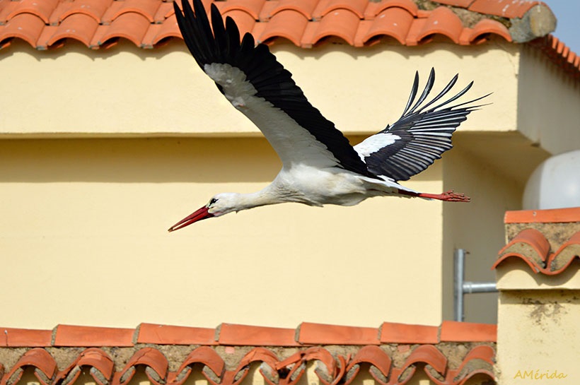 stork, Cigüeña blanca