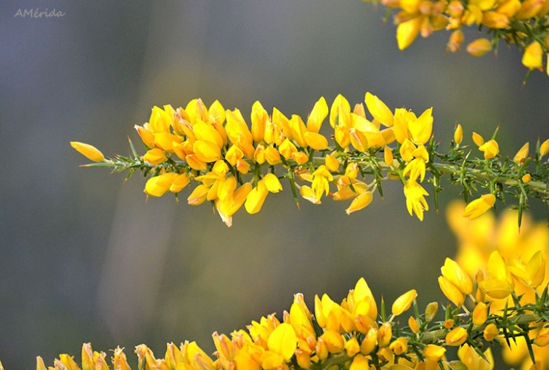 Jerguen, flor amarilla