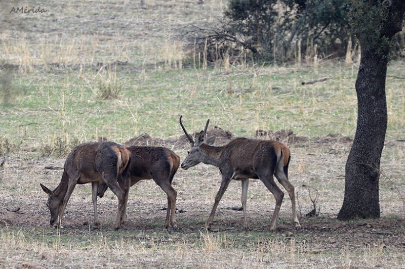 ciervos, comarca Monte Sur de Ciudad Real, 