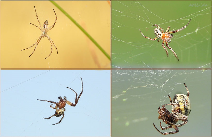 Arañas, araña de cruz (Araneus diadematus), araña argiope o araña tigre