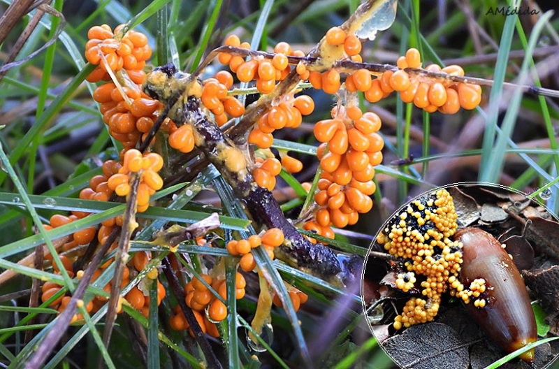 Leocarpo fragil o moquillo dorado (leocarpus fragilis)