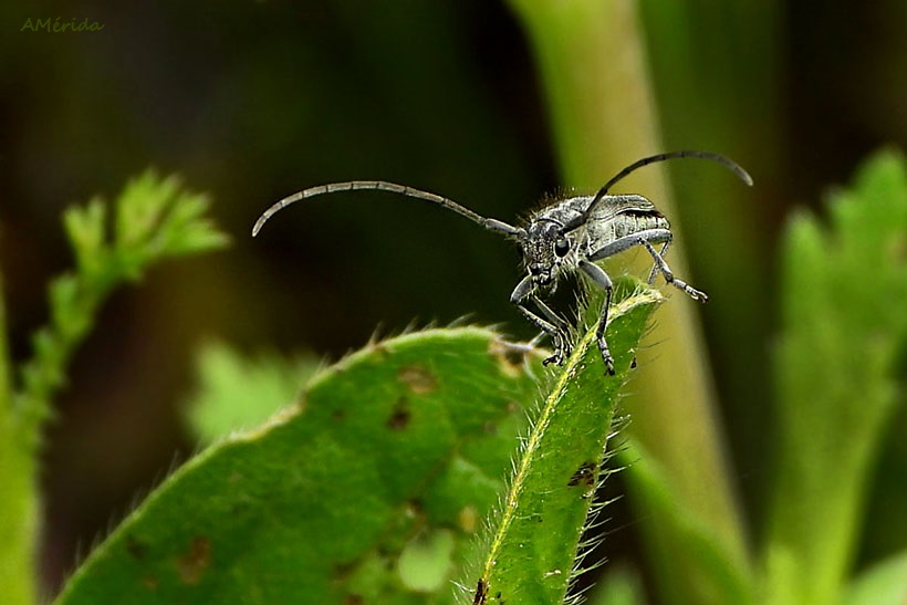 escarabajo longicorne (Agapanthia cardui), insectos, fotos de insectos