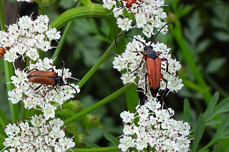 escarabajos longiconios