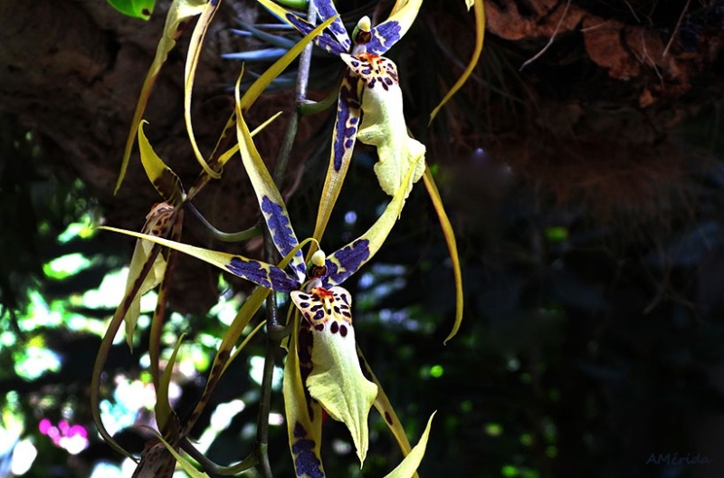 Orquídea araña (Brassia maculata)