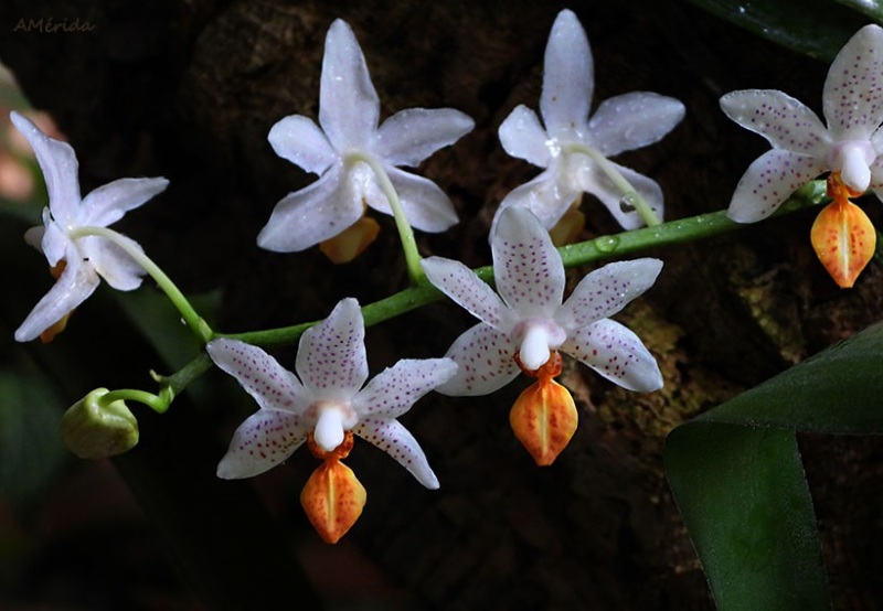 orquídea tropical