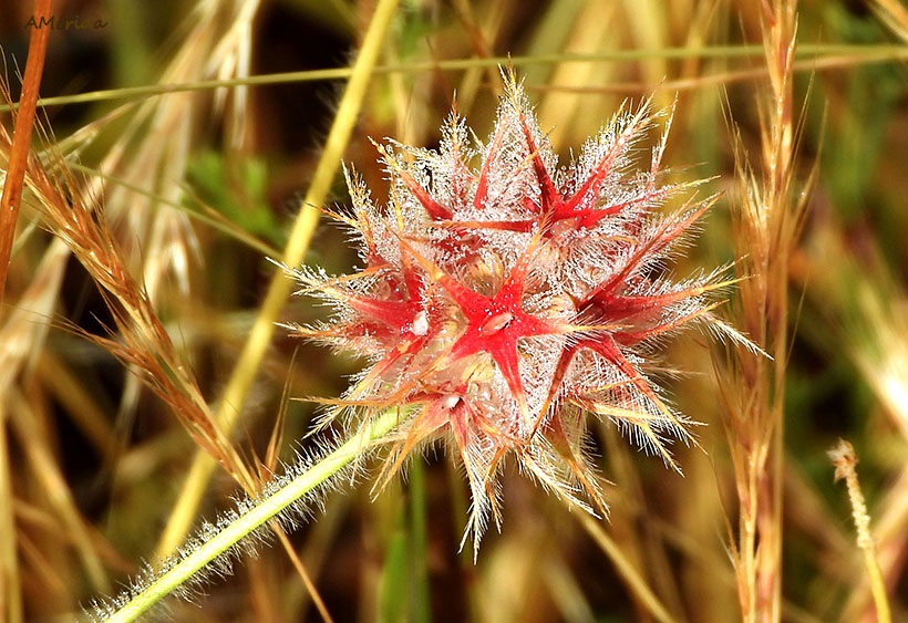 Trébol estrellado (Trifolium stellatum)
