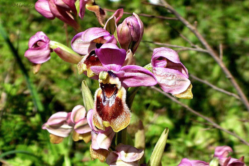 Flor de avispa o flor de abeja (Ophrys tenthredinifera)