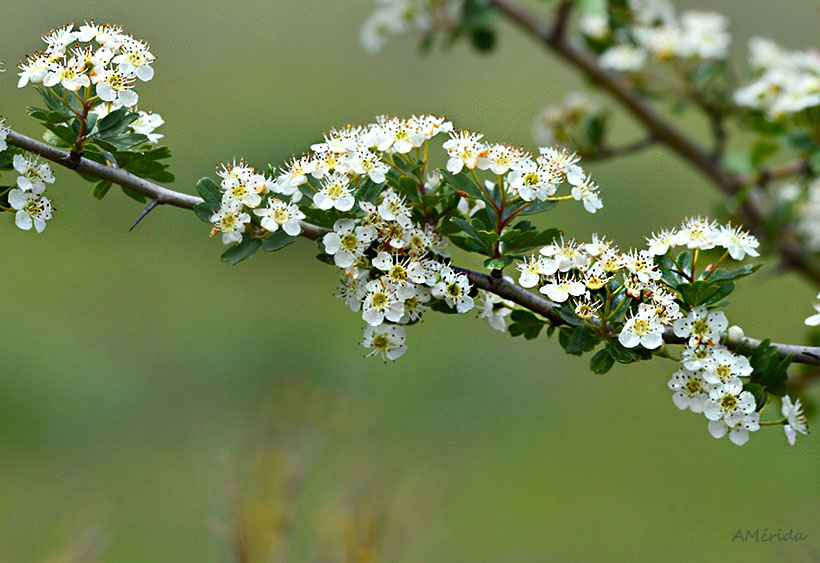flor de espino, fotos de naturaleza