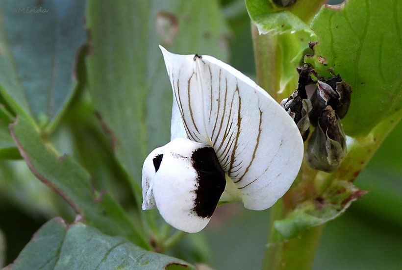 flor de haba, flor blanca