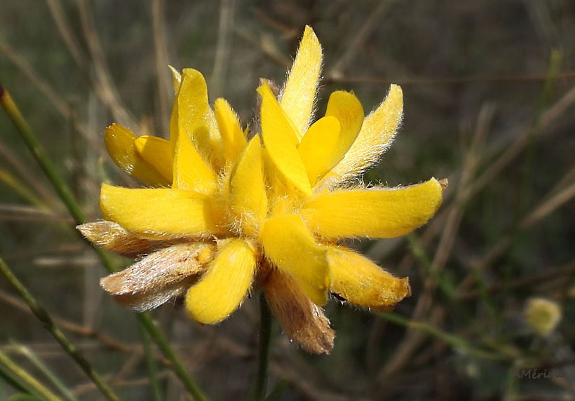 Bolina (Genista umbellata), flora de los Montes de Málaga