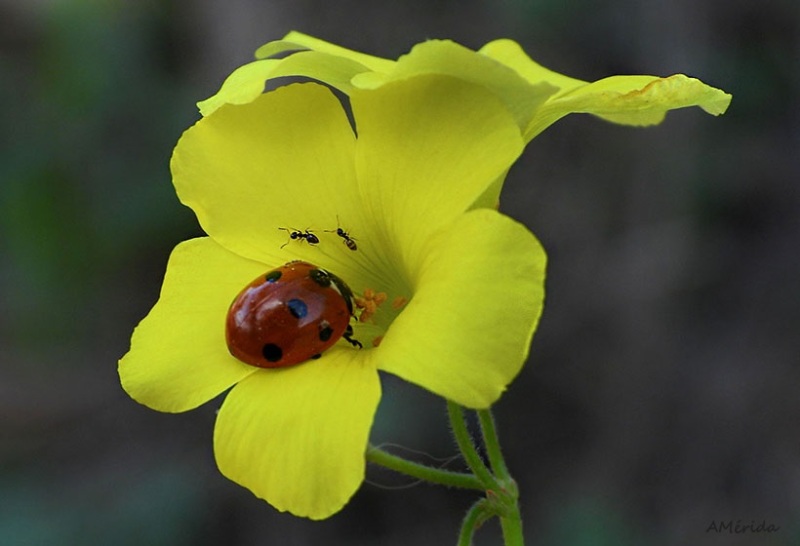 flor de vinagrera con mariquita y hormigas
