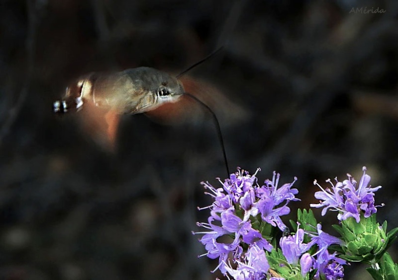 mariposa colibrí sobre flores de tomillo